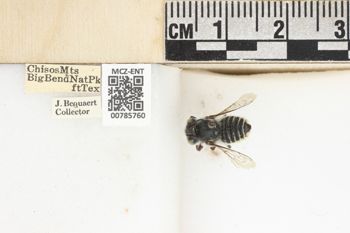 Media type: image;   Entomology 785760 Aspect: labels